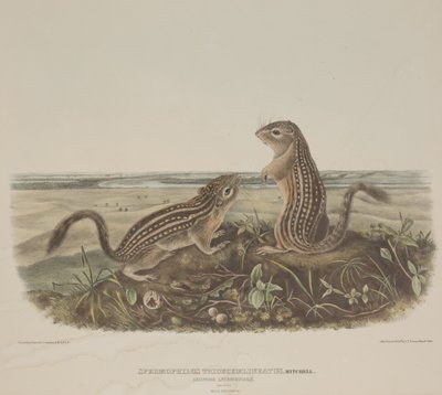 Spermophilus Tridecemlineatus (Twee luipaardeekhoorns) door John James Audubon