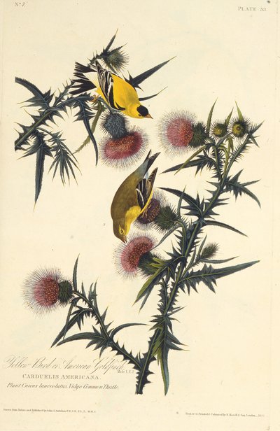 De Amerikaanse distelvink. Uit The Birds of America door John James Audubon