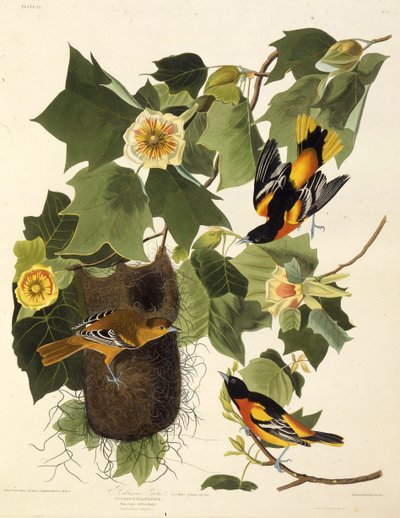 De Baltimore oriole. Uit The Birds of America, 1827-1838 door John James Audubon
