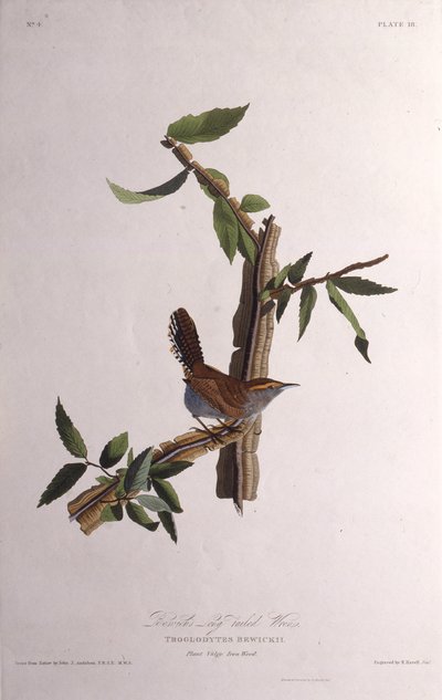De Bewicks winterkoning. Uit The Birds of America door John James Audubon