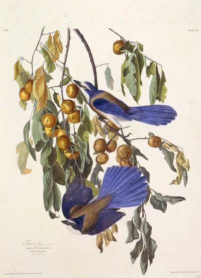 De Florida scrub jay. Uit The Birds of America, 1827-1838 door John James Audubon