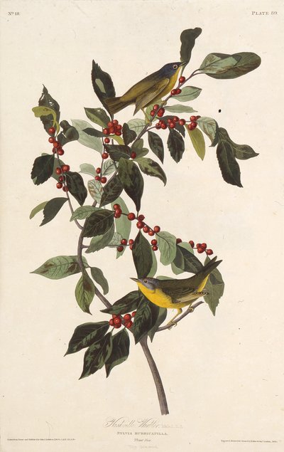 De Nashville zanger. Uit The Birds of America, 1827-1838 door John James Audubon