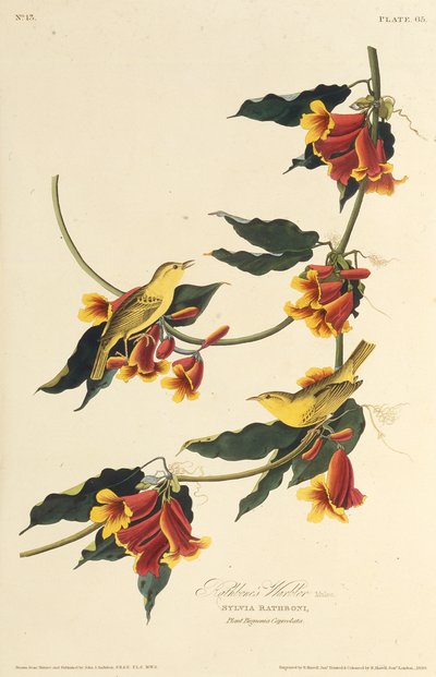 De Rathbone Zanger. Uit The Birds of America door John James Audubon