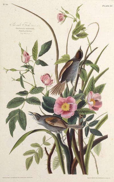De zeekantvink. Uit The Birds of America door John James Audubon