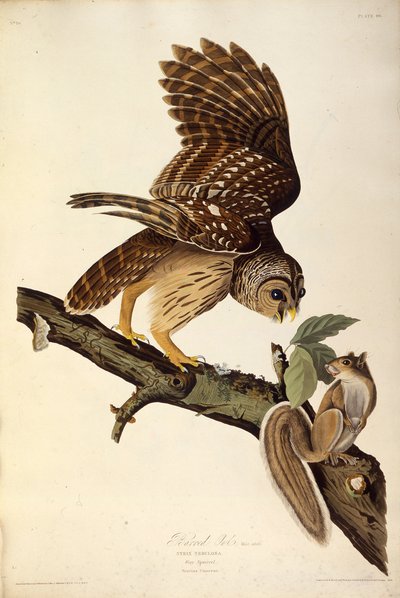 De gestreepte uil. Uit The Birds of America, 1827-1838 door John James Audubon