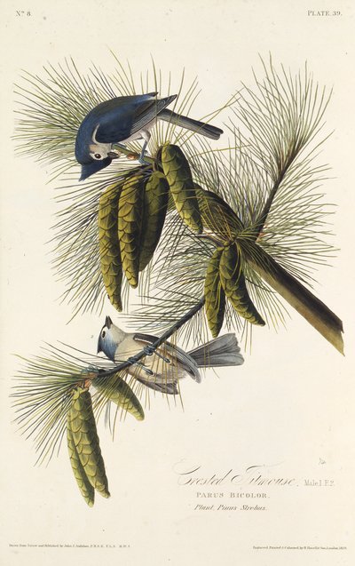 De zwartkuifmees. Uit The Birds of America, 1827-1838 door John James Audubon