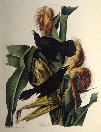 De gewone grackle. Uit The Birds of America door John James Audubon