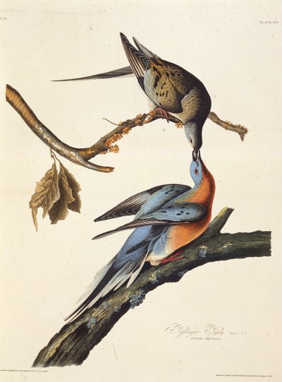 De passagiersduif. Uit The Birds of America, 1827-1838 door John James Audubon