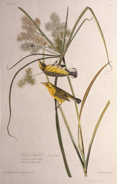 De prairie zanger. Uit The Birds of America door John James Audubon