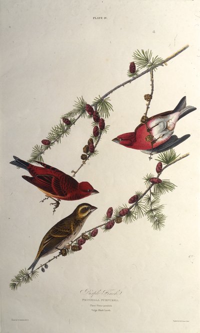 De paarse vink. Uit The Birds of America, 1827-1838 door John James Audubon
