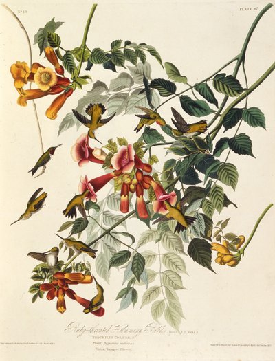 De robijnkeelkolibrie. Uit The Birds of America, 1827-1838 door John James Audubon