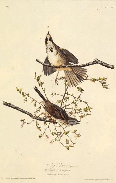 De zangmus. Uit The Birds of America door John James Audubon