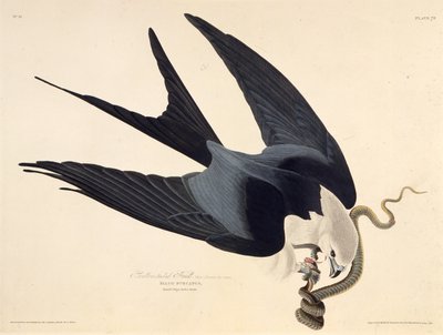 De zwaluwstaartwouw. Uit The Birds of America, 1827-1838 door John James Audubon