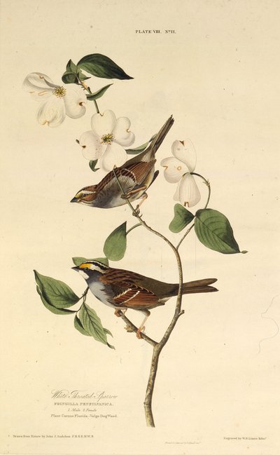 De witkeelgors. Uit The Birds of America, 1827-1838 door John James Audubon