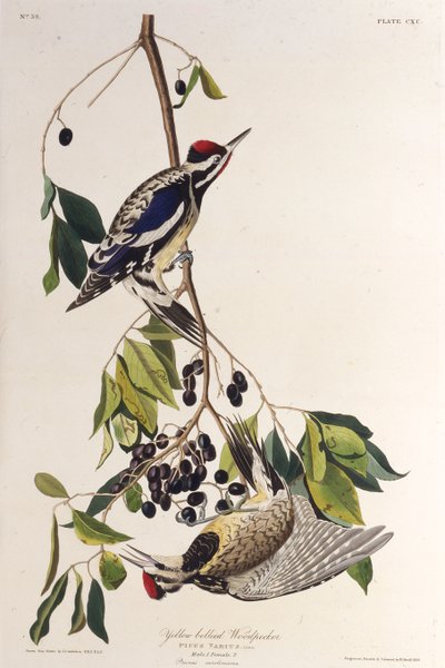 De geelbuikspecht. Uit The Birds of America, 1827-1838 door John James Audubon