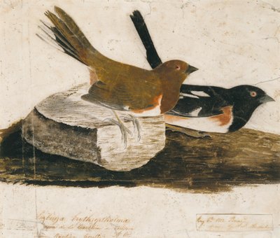 Boomgors door John James Audubon