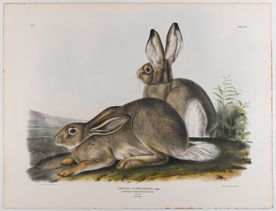 Townsends Rocky Mountain haas, 1842 door John James Audubon