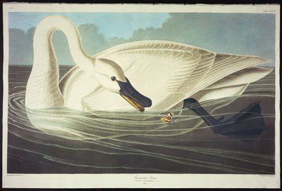 Trompetzwaan door John James Audubon