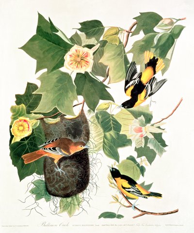 Tulpenboom: Liriodendron tulipifera, uit 