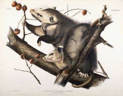 Virginische Opossum, 1845 door John James Audubon