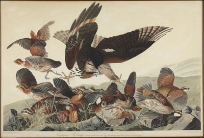  door John James Audubon
