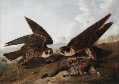 Slechtvalken (eendenbuizerds) door John James Audubon