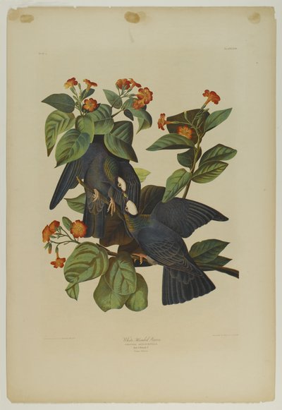 Witkopduif, gedrukt door Julien Bien en uitgegeven door Roe Lockwood & Son, 1861 door John James Audubon