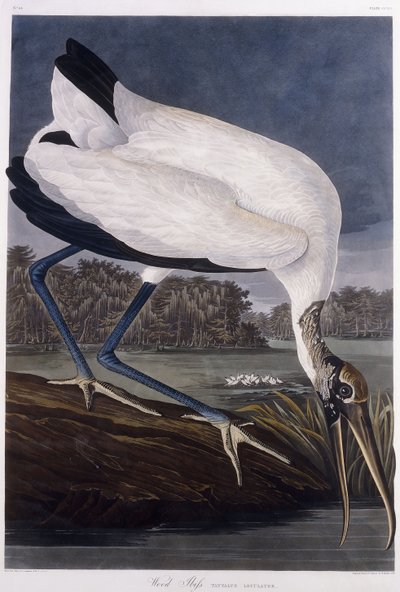 Houtibis door John James Audubon