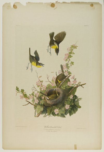 Geelborst Chat, gedrukt door Julien Bien en uitgegeven door Roe Lockwood & Son, 1861 door John James Audubon