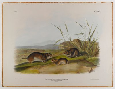 Geelwangige veldmuis door John James Audubon
