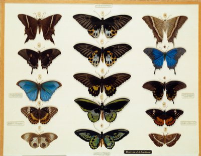 Zoologie: Plaat van vlinders door John James Audubon