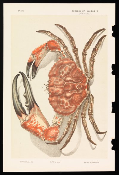 Tasmaanse Reuzenkrab, Pseudocarcinus gigas door John James Wild