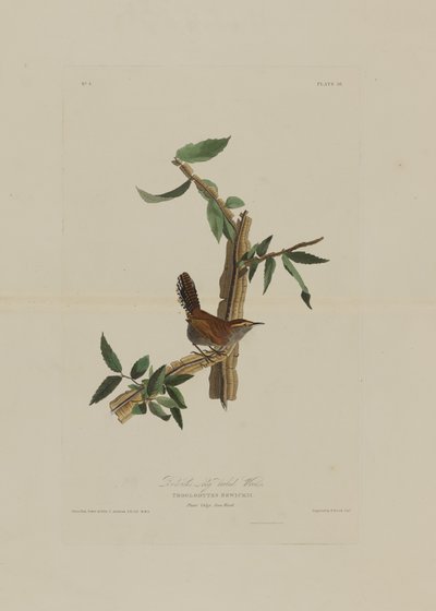 Bewicks langstaartwinterkoning, uit Birds of America, gegraveerd door Robert Havell (1793-1878) door John James after Audubon