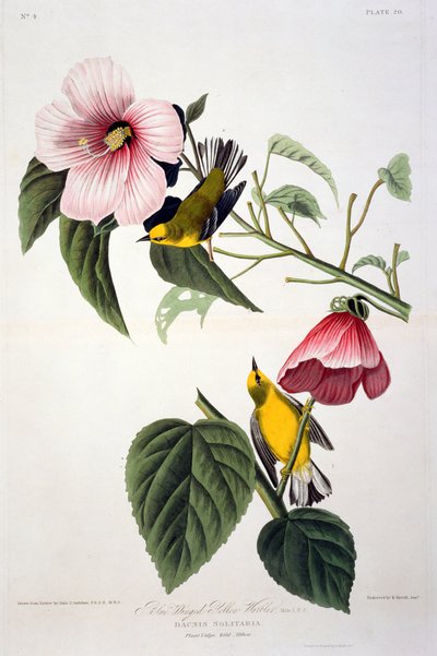 Blauwgevleugelde gele zanger, uit Birds of America, gegraveerd door Robert Havell (1793-1878) door John James after Audubon