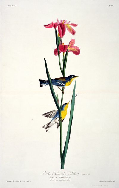 Blauwgele rugzanger, uit Birds of America, gegraveerd door Robert Havell (1793-1878) door John James after Audubon