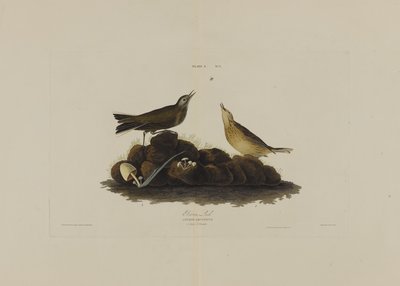Bruine leeuwerik, uit Birds of America, gegraveerd door Robert Havell (1793-1878) door John James after Audubon