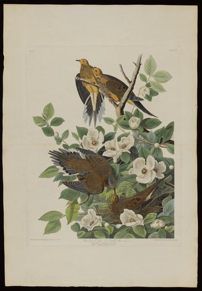 Carolina duif of tortelduif, uit Birds of America, gegraveerd door Robert Havell (1793-1878) door John James after Audubon