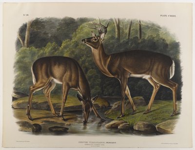 Gewone of Virginia Hert, gegraveerd door John T. Bowen door John James after Audubon