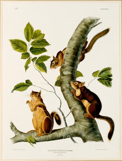 Douglas Eekhoorn, uit de folio De Levendbarende Zoogdieren van Noord-Amerika, gepubliceerd in 1845, 1844 door John James after Audubon