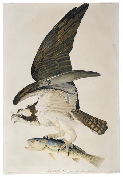 Visarend of Osprey, lithografie door Julius Bien, 1860 door John James after Audubon