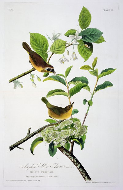 Maryland gele keel, uit Birds of America, gegraveerd door Robert Havell (1793-1878) door John James after Audubon