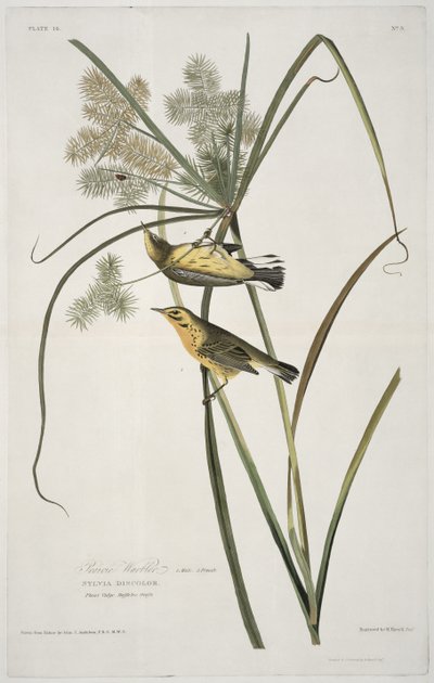 Prairie zanger, uit Birds of America, gegraveerd door Robert Havell (1793-1878) door John James after Audubon