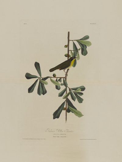 Roscoes gele keel, uit Birds of America, gegraveerd door Robert Havell (1793-1878) door John James after Audubon