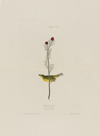 Selbys vliegenvanger, uit Birds of America, gegraveerd door Robert Havell (1793-1878) door John James after Audubon