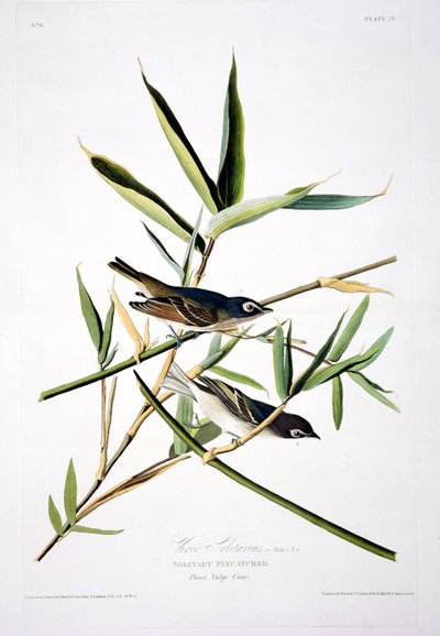 Solitaire vliegenvanger, uit Birds of America, gegraveerd door Robert Havell (1793-1878) door John James after Audubon