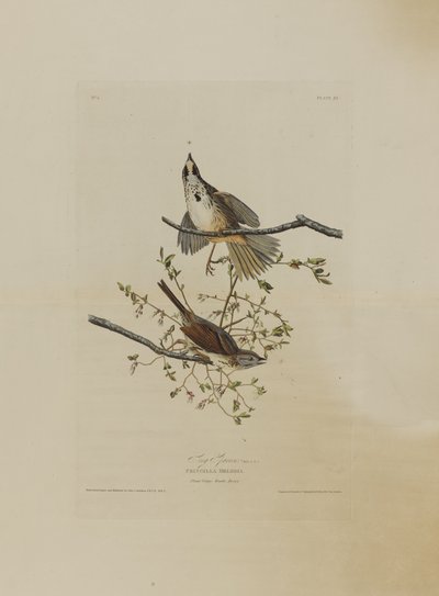 Zangmus, uit Birds of America, gegraveerd door Robert Havell (1793-1878) door John James after Audubon