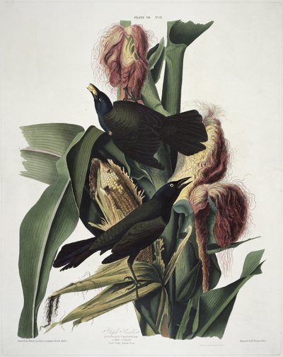 De paarse grackle, uit Birds of America, gegraveerd door Robert Havell (1793-1878) door John James after Audubon