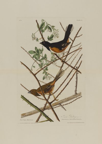 De Towhe bunting, uit Birds of America, gegraveerd door Robert Havell (1793-1878) door John James after Audubon