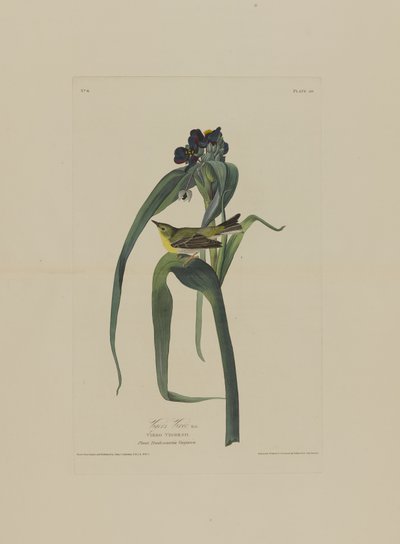 Vigers vireo, uit Birds of America, gegraveerd door Robert Havell (1793-1878) door John James after Audubon