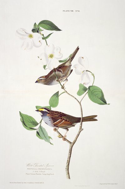 Witkeelzanger, uit Birds of America, gegraveerd door Robert Havell (1793-1878) door John James after Audubon
